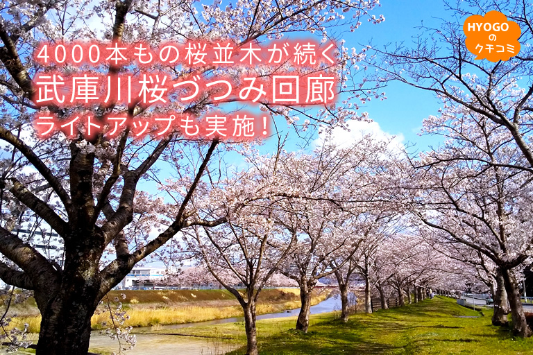 4000本もの桜並木が続く「武庫川桜づつみ回廊」 ライトアップも実施！