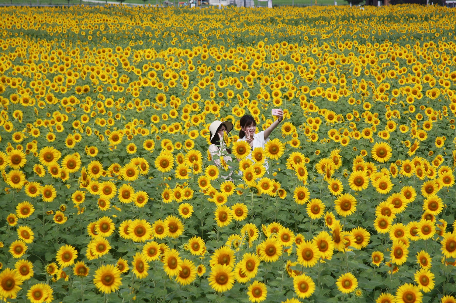 ひまわりの丘公園 観光スポット 兵庫県公式観光サイト Hyogo ナビ ひょうごツーリズムガイド