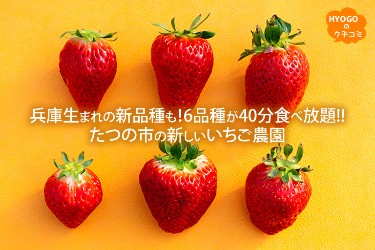 兵庫生まれの新品種も！6品種が40分食べ放題!! たつの市の新しいいちご