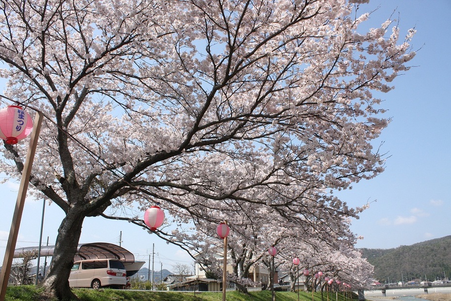 鈴の宮公園・桜トンネル  観光スポット  兵庫県公式観光サイト HYOGO 