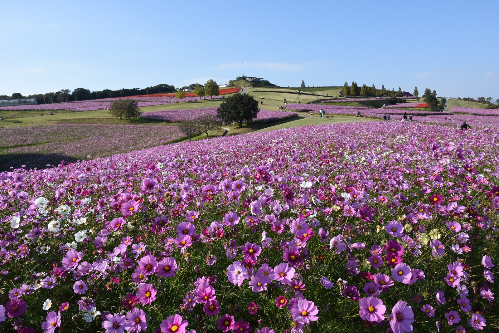 淡路島花物語 モデルコース 兵庫県公式観光サイト Hyogo ナビ ひょうごツーリズムガイド