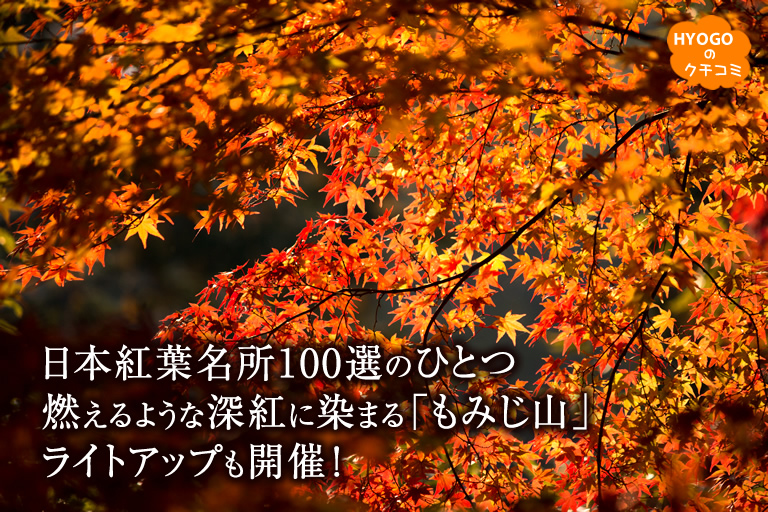 日本紅葉名所100選のひとつ。燃えるような深紅に染まる最上山公園「もみじ山」。ライトアップも開催！