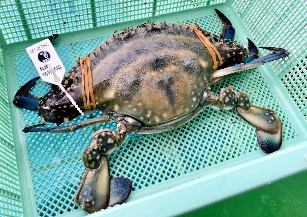 ぼうぜがに　播磨灘を駆け巡る大物