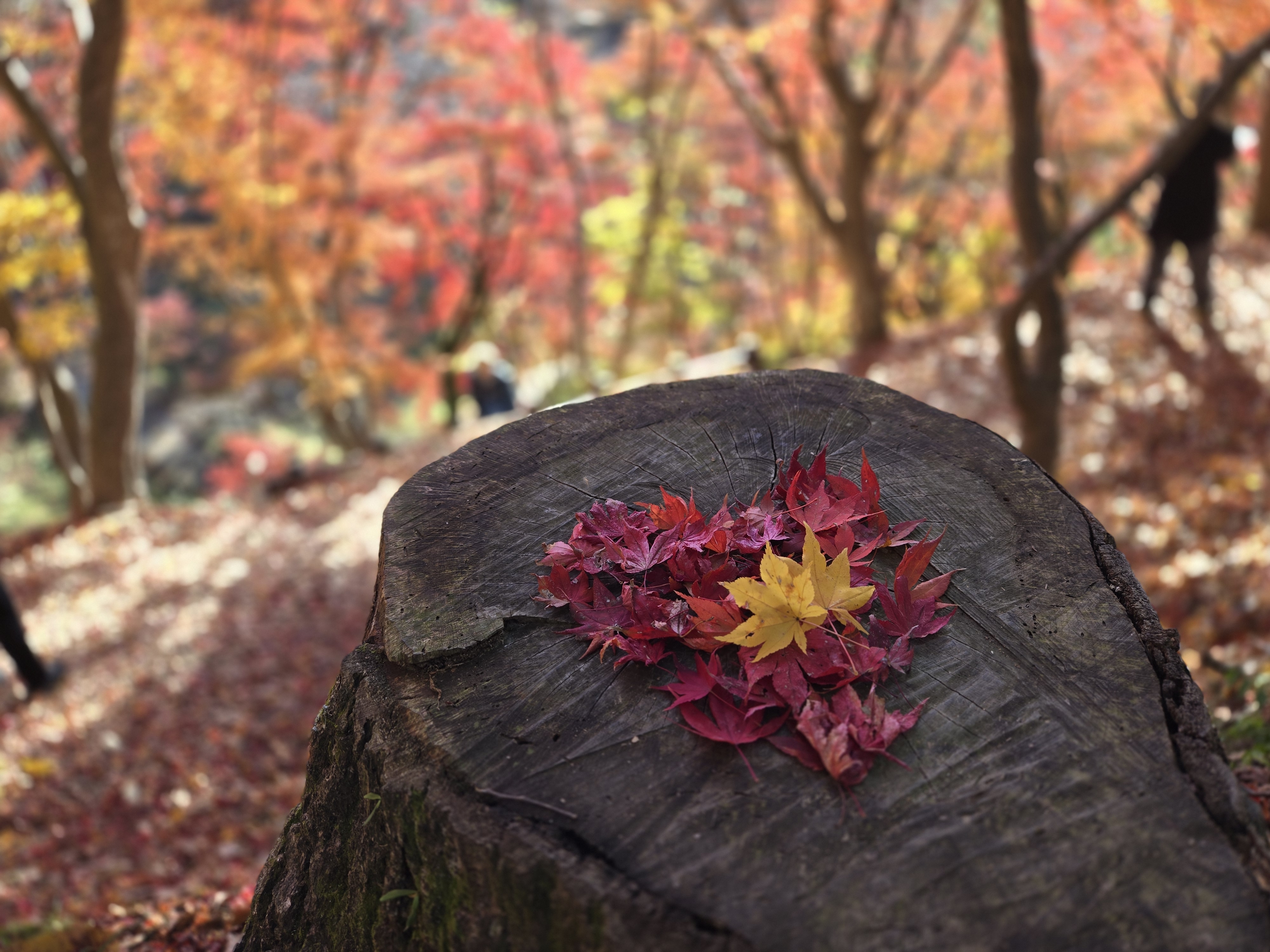 A new scenery encountered in a familiar neighborhood — Shiso