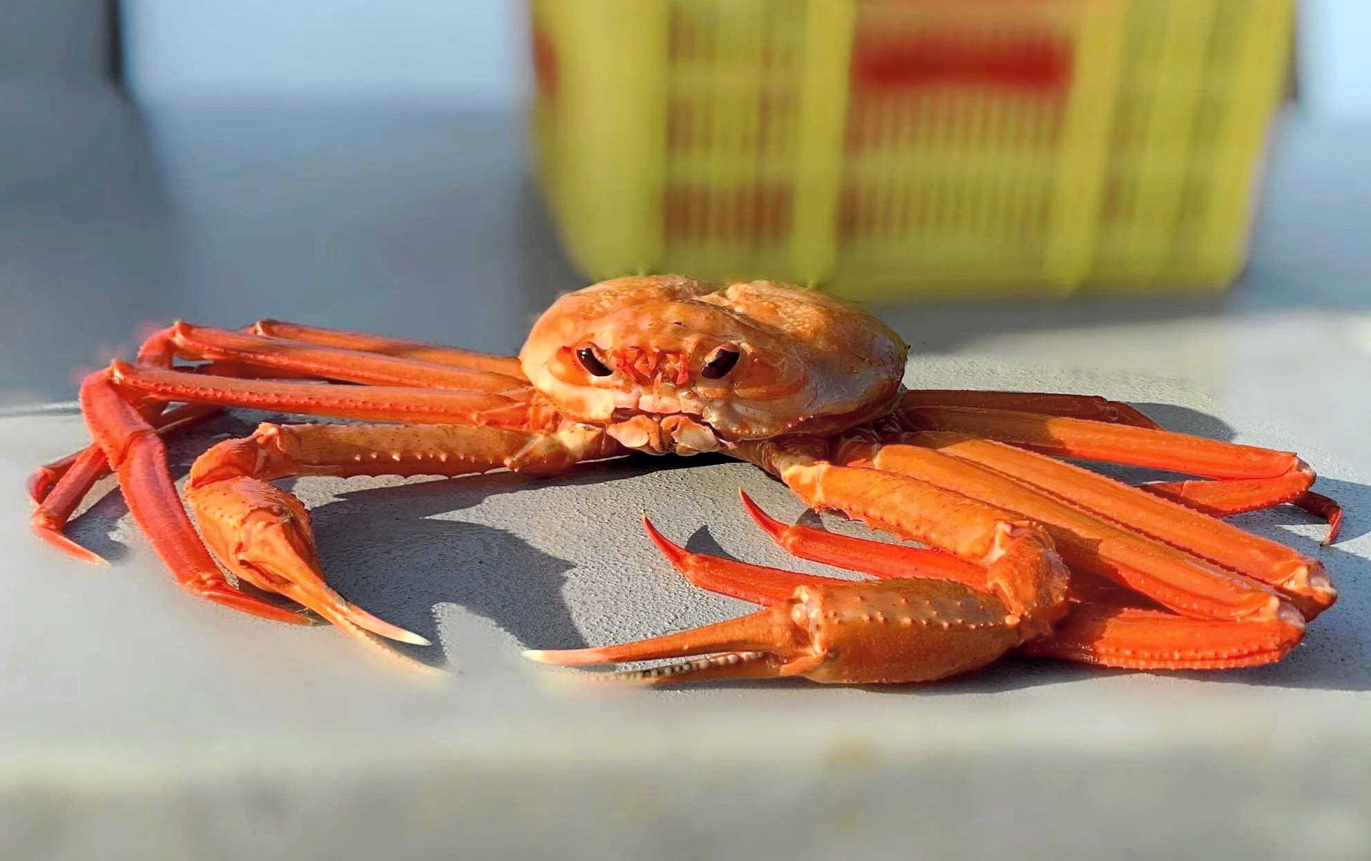 Red Snow Crabs  　Vivid Vermillion Blessings From the Deep