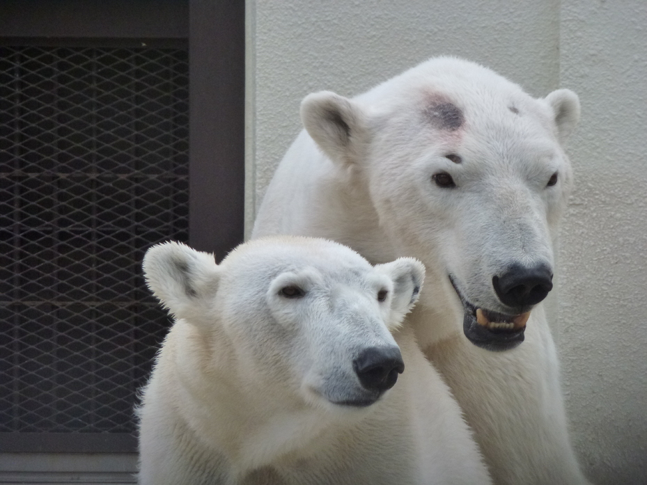 姫路市立動物園 観光スポット 兵庫県公式観光サイト Hyogo ナビ ひょうごツーリズムガイド