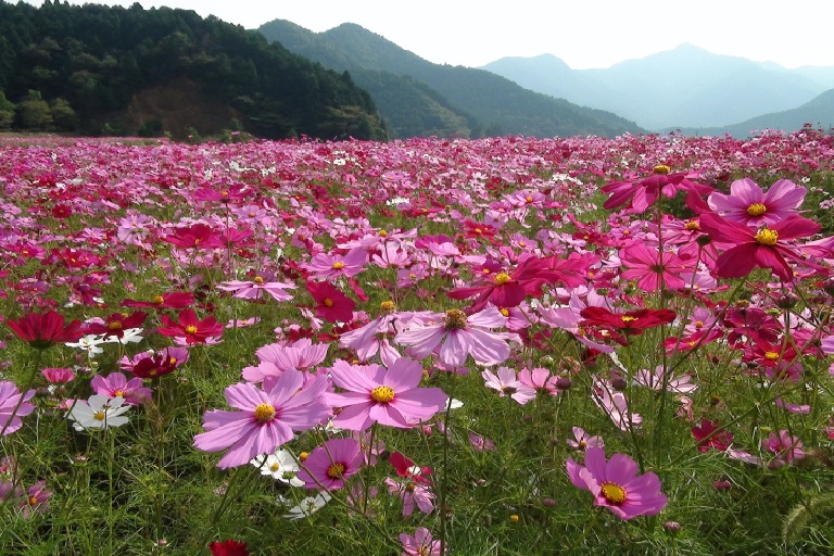 [Sightseeing in Tamba, Hyogo Prefecture] Enjoy the superb view of autumn! Tamba Kiyozumi, 5 million cosmos and autumn leaves temple tour