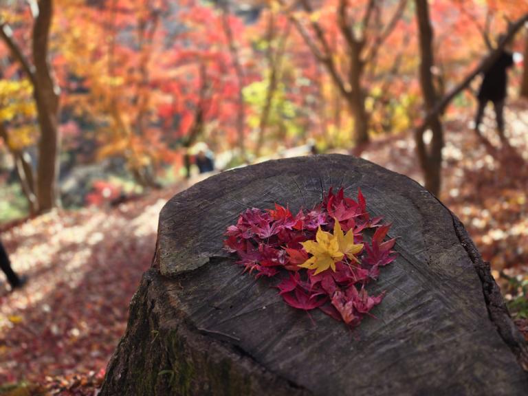 A new scenery encountered in a familiar neighborhood — Shiso