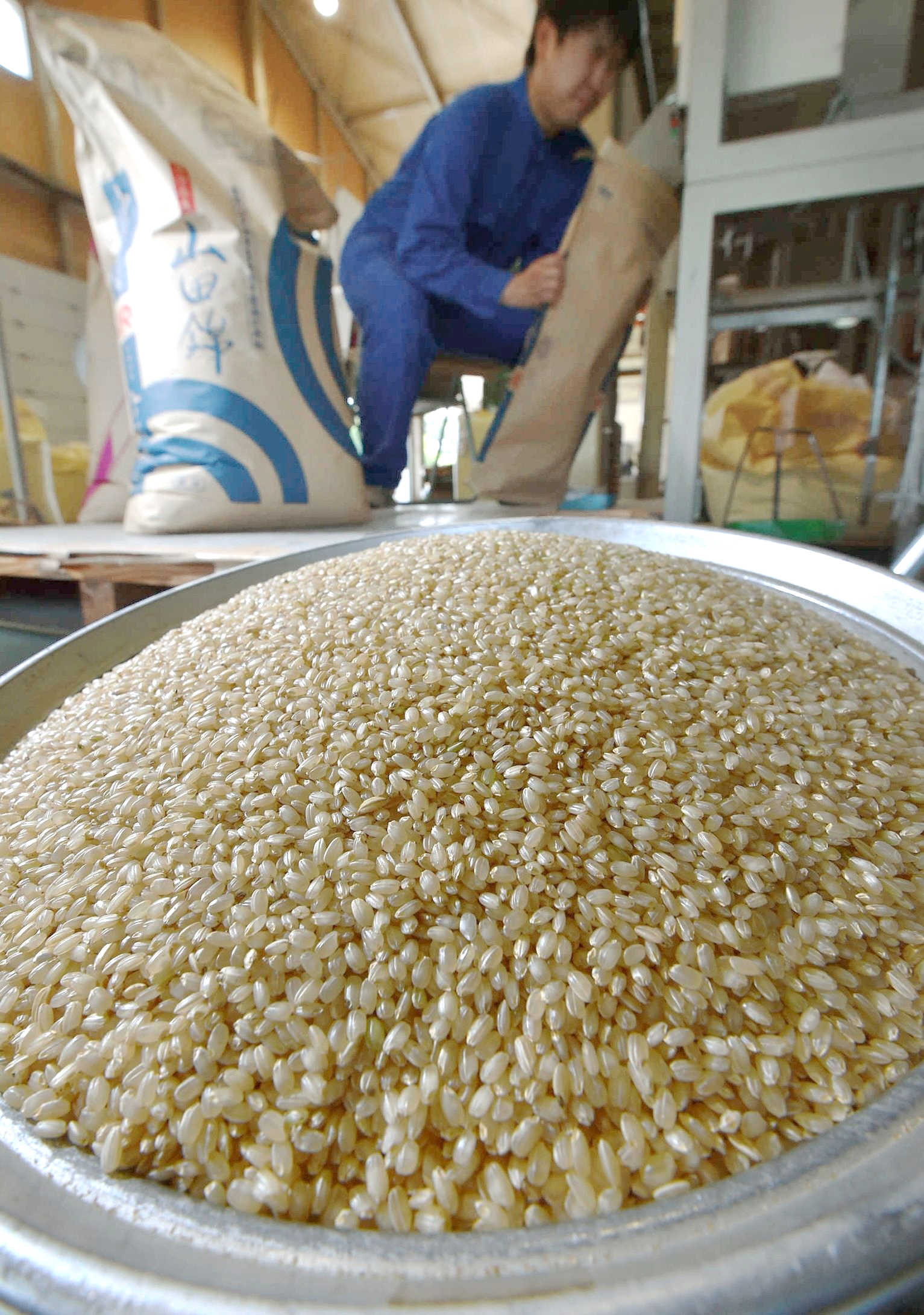 Yamada Nishiki: 85-year legacy, an exceptional sake rice