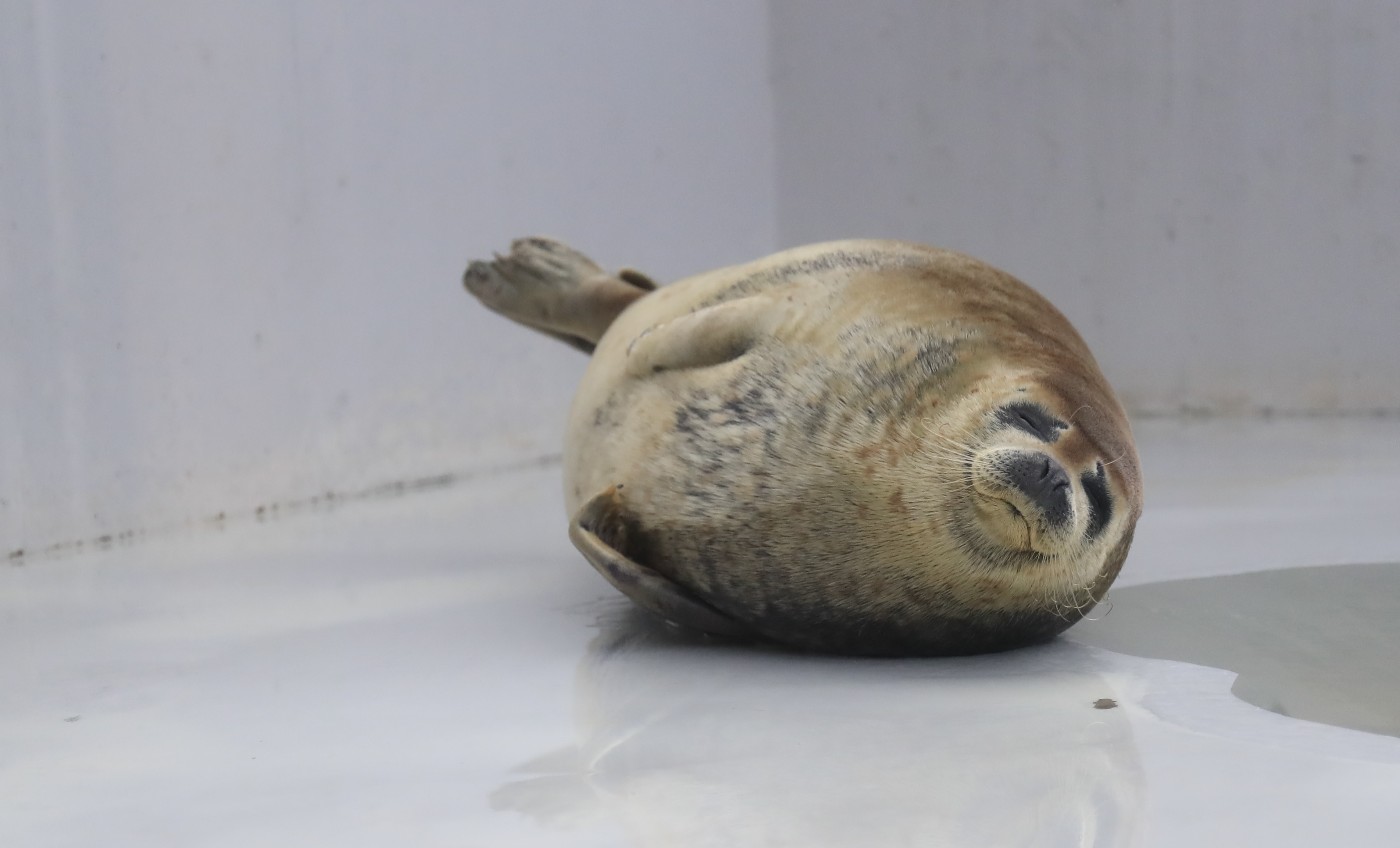 神戸市立須磨海浜水族園 観光スポット 兵庫県公式観光サイト Hyogo ナビ ひょうごツーリズムガイド