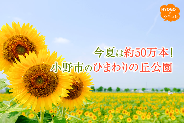 今夏は約50万本！小野市の「ひまわりの丘公園」