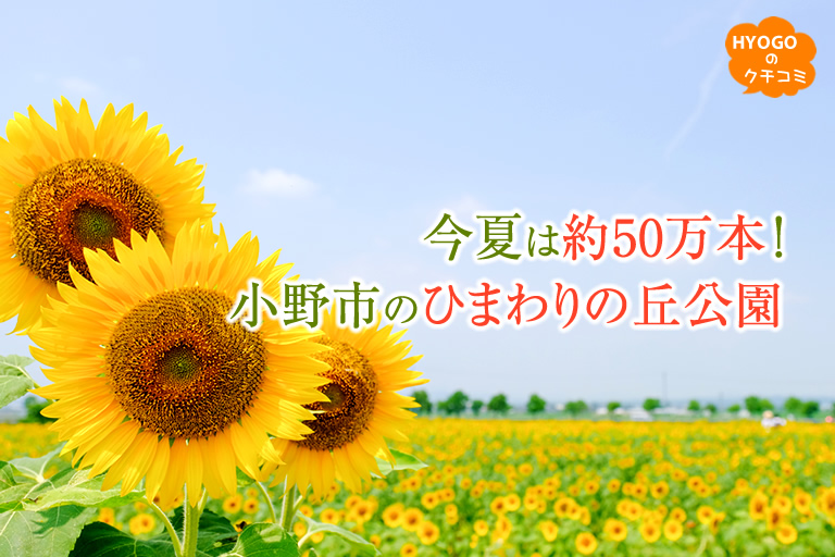 今夏は約50万本！小野市の「ひまわりの丘公園」 | 口コミ | 【公式