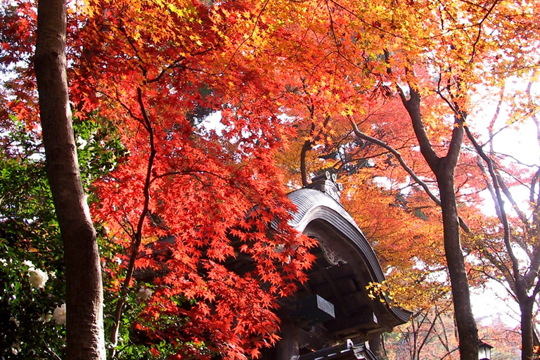 温泉もグルメも！ 有馬温泉・欲ばり紅葉散歩♪