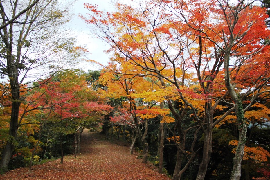 東山公園 豊岡 観光スポット 兵庫県公式観光サイト Hyogo ナビ ひょうごツーリズムガイド