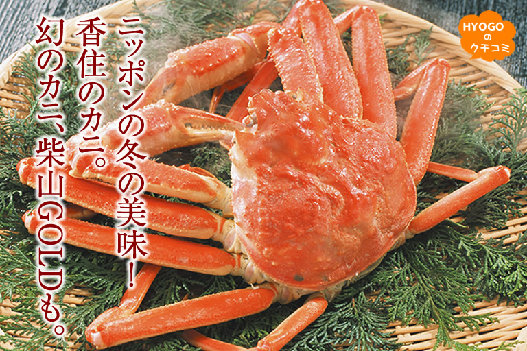 Japan's winter tasty! Crab in Kasumi. The fantasy crab, Shibayama GOLD.