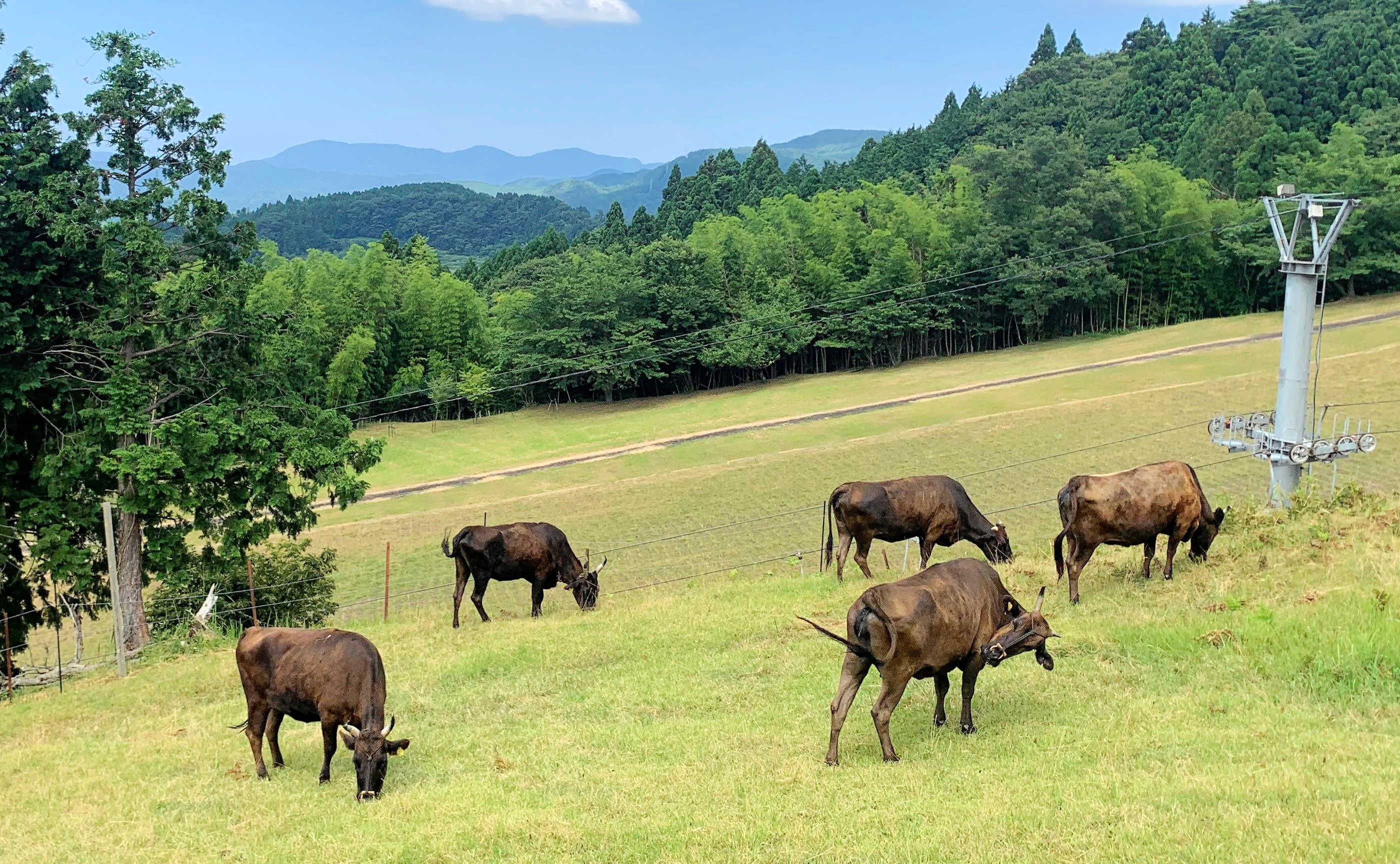 Tajima Cattle 　　People, Cattle, Grasslands... A Tale of a Thousand Years