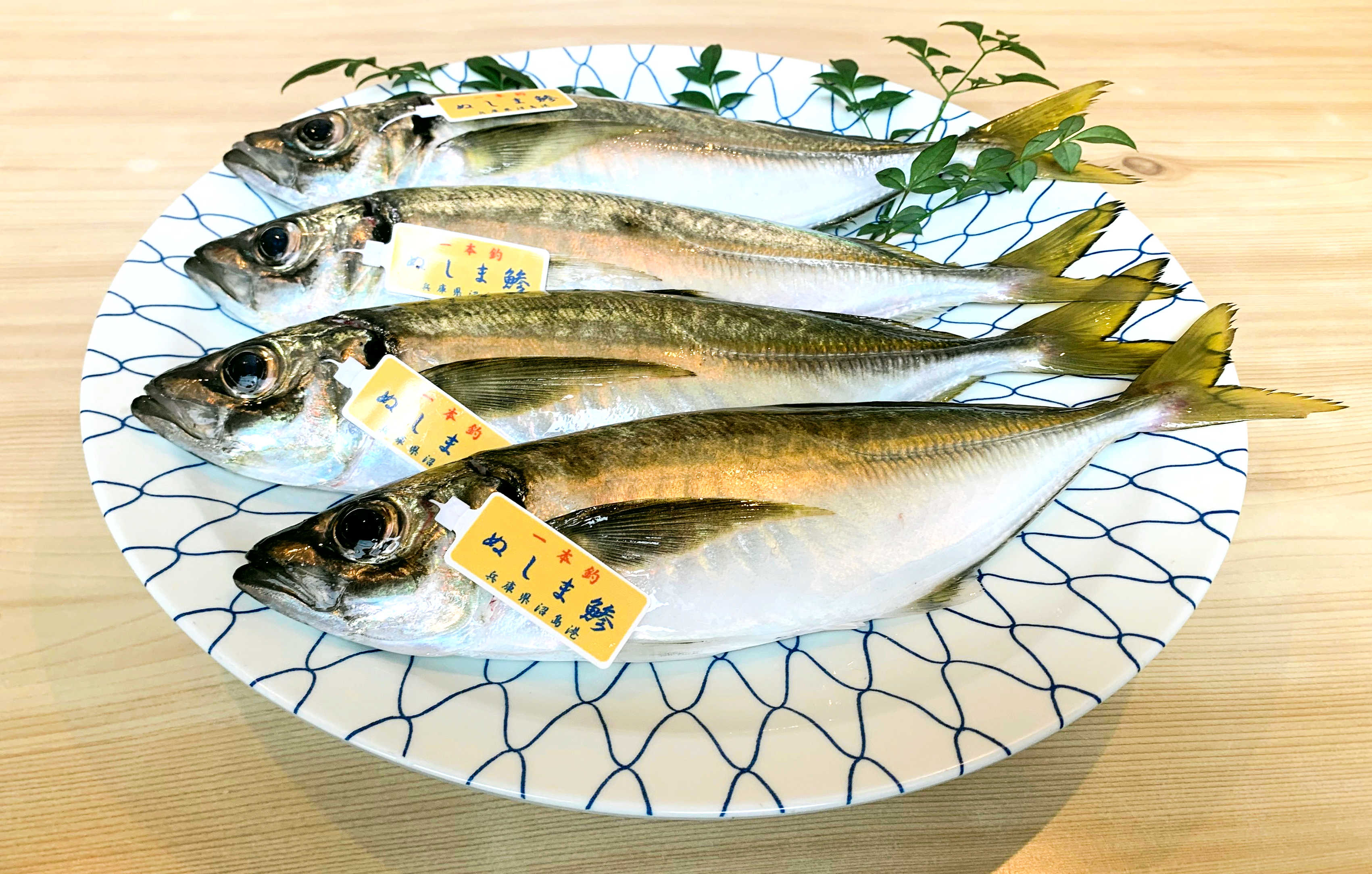 Nushima Horse Mackerel   Protection Through Handline Fishing, The Golden Fish