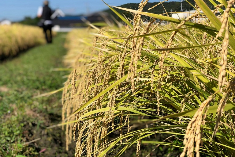 -Our Field, Our SDGs- We are looking for content for the Hyogo Field Pavilion at the Osaka Kansai Expo! A terroir tour around Miki, home to the Toku-A (Special A) farming area of Yamada-nishiki, the king of sake rice! Experience rice-planting in the Toku-A (Special A) farming area of Yamada-nishiki in Yokawa, Miki.