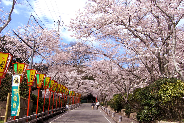 心奪われる一面の桜　兵庫有数の桜名所「龍野公園」と「龍野城」