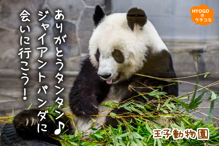 ありがとうタンタン♪ジャイアントパンダに会いに行こう！【王子動物園