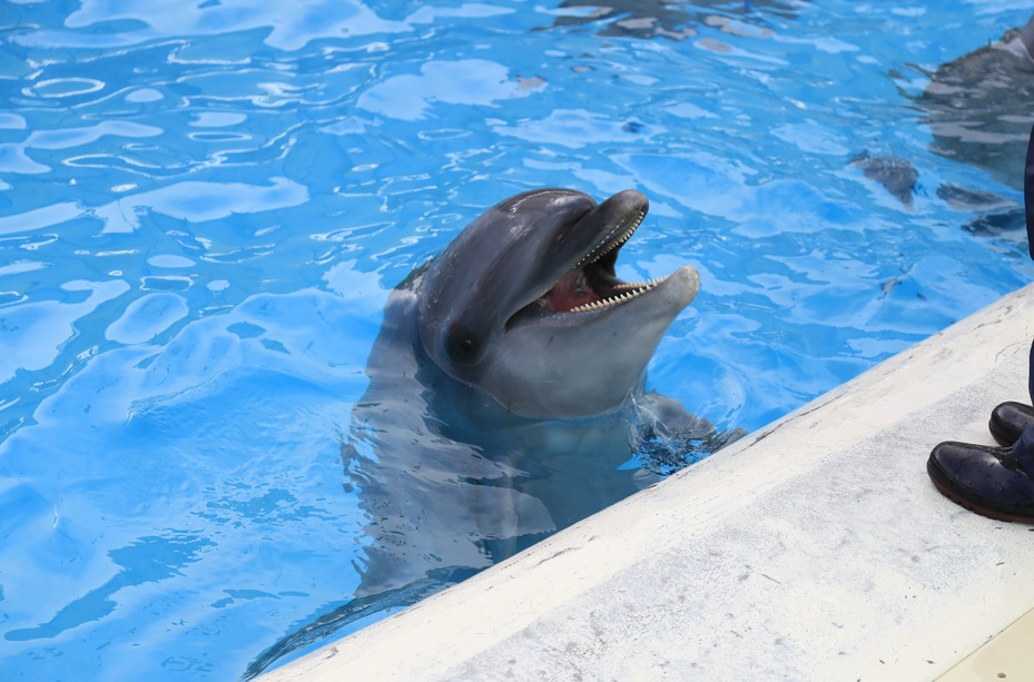 神戸市立須磨海浜水族園 観光スポット 兵庫県公式観光サイト Hyogo ナビ ひょうごツーリズムガイド