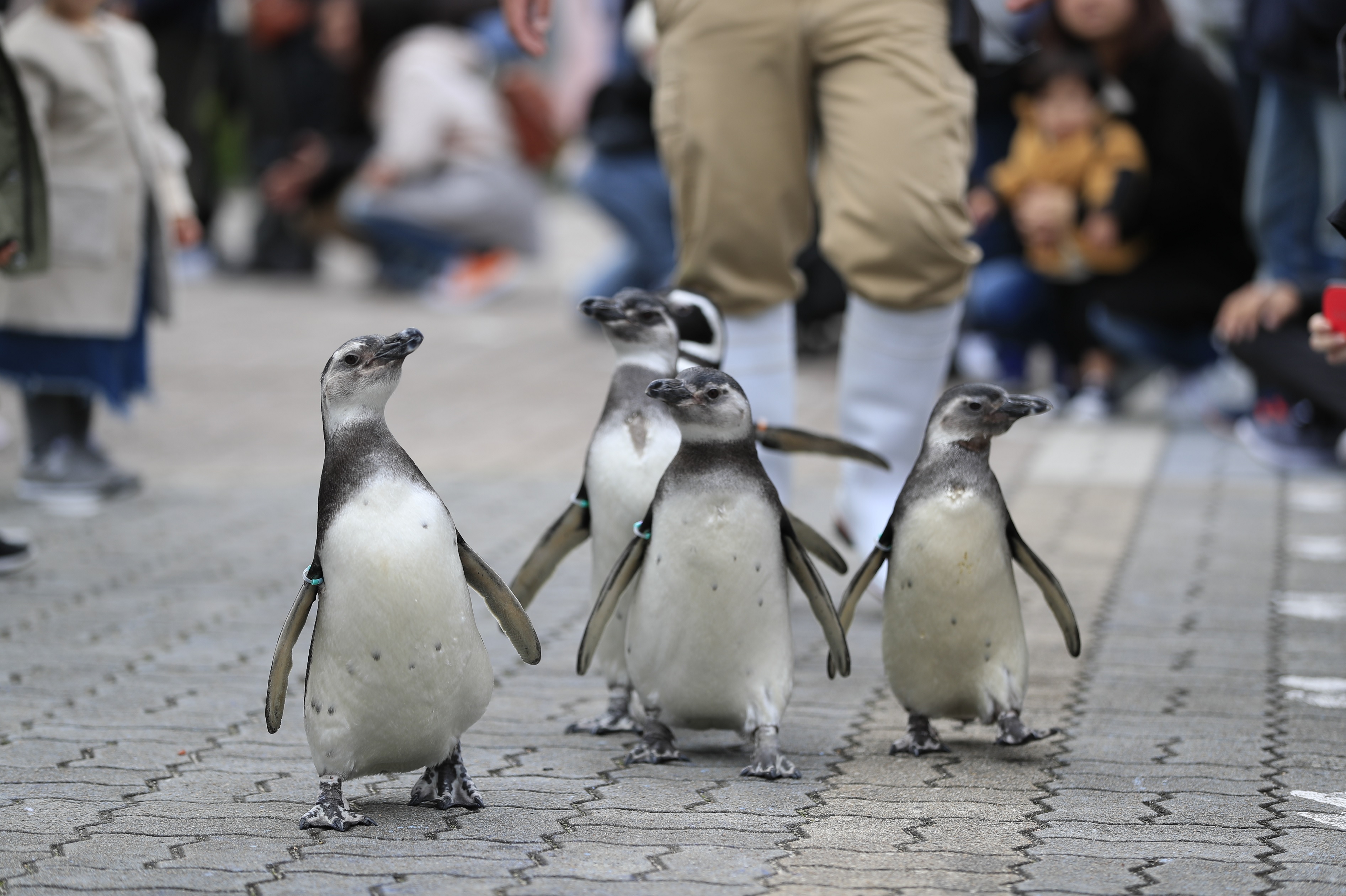 神戸市立須磨海浜水族園 観光スポット 兵庫県公式観光サイト Hyogo ナビ ひょうごツーリズムガイド