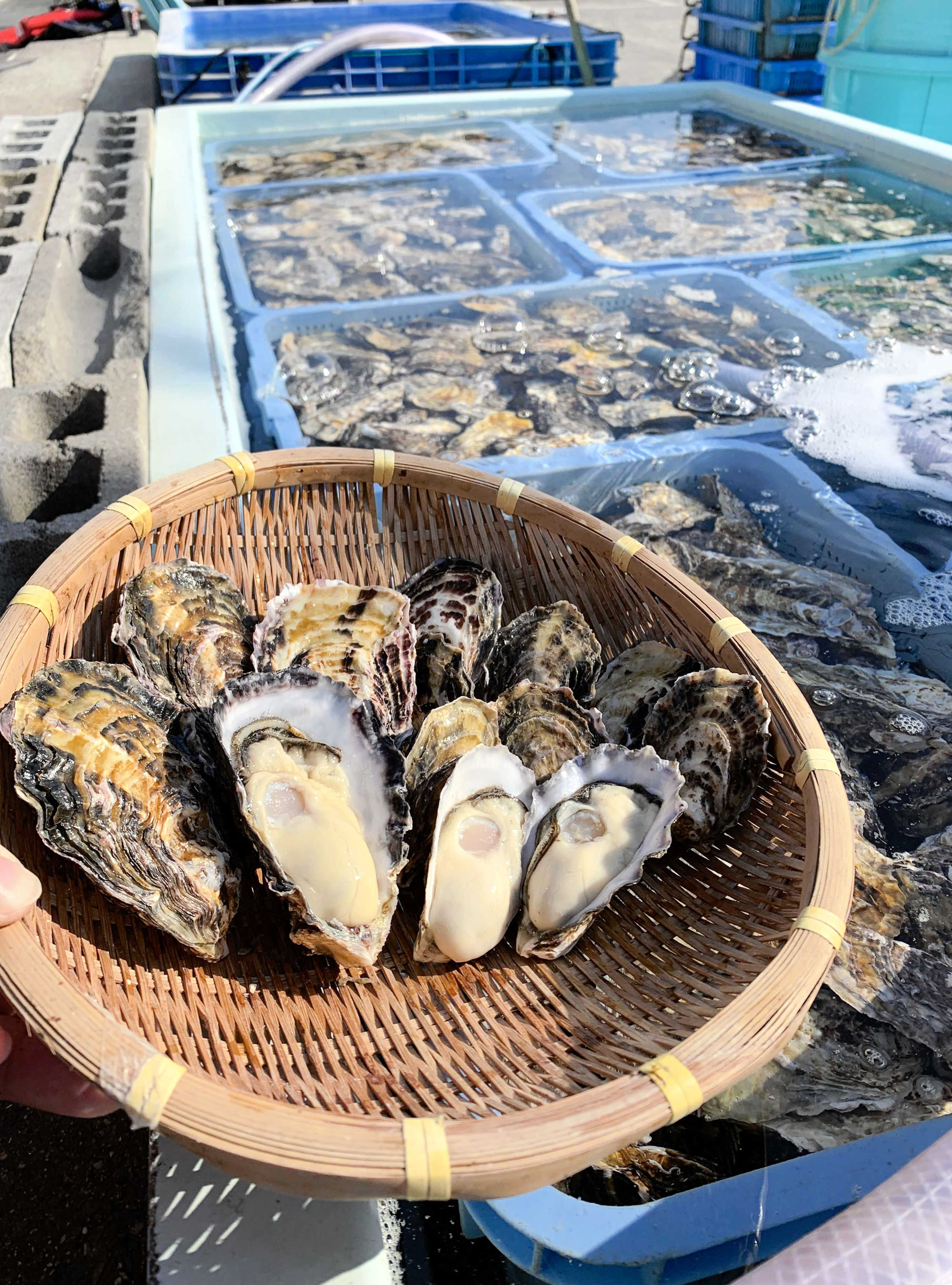 播磨灘のカキ　森からの恵みが海を育む