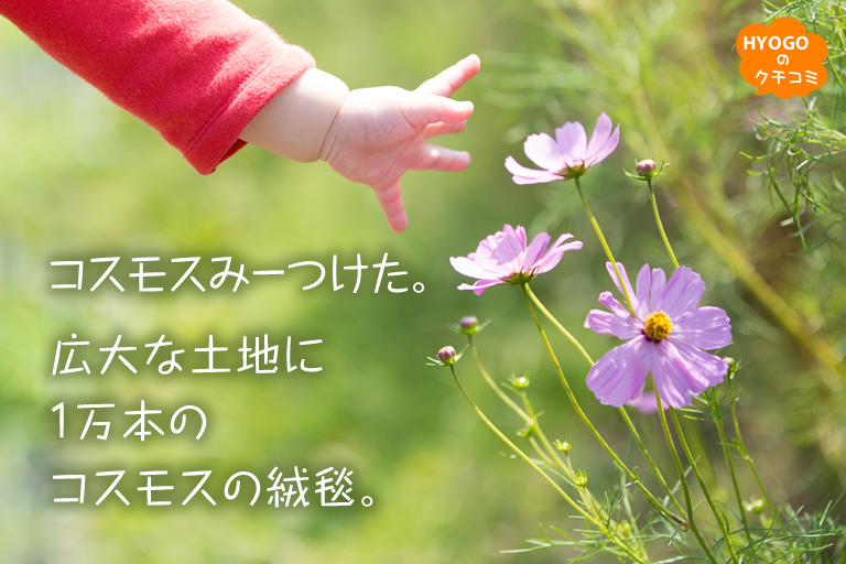 広大な土地に1万本のコスモスの絨毯 神戸総合運動公園 コスモスの丘 口コミ 兵庫県公式観光サイト Hyogo ナビ ひょうごツーリズムガイド