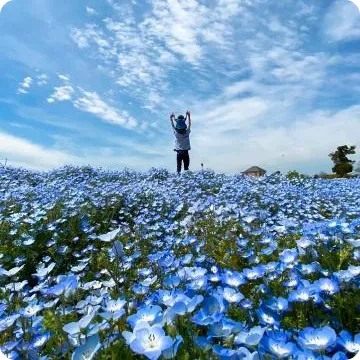 イングランドの丘（ネモフィラ）