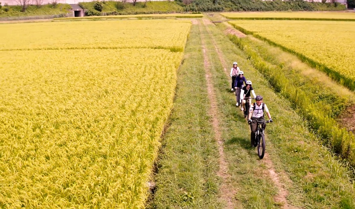 日本酒の酒米 山田錦のふるさとの田園風景などをサイクリング