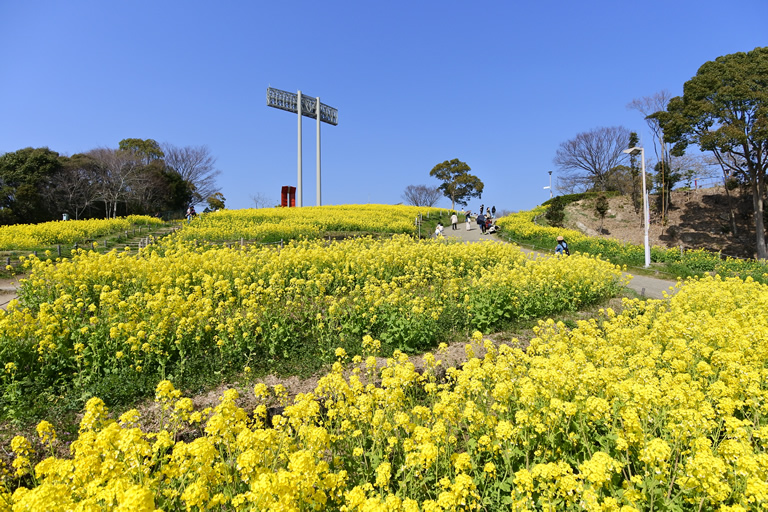 広大な土地に1万本のコスモスの絨毯 神戸総合運動公園 コスモスの丘 口コミ 兵庫県公式観光サイト Hyogo ナビ ひょうごツーリズムガイド