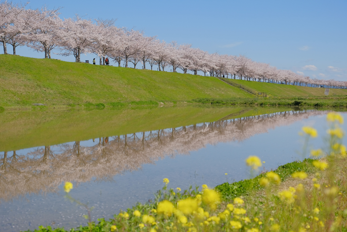 全長4km 西日本最大級の小野の桜並木 口コミ 兵庫県公式観光サイト Hyogo ナビ ひょうごツーリズムガイド