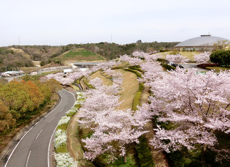 全長4km 西日本最大級の小野の桜並木 口コミ 兵庫県公式観光サイト Hyogo ナビ ひょうごツーリズムガイド