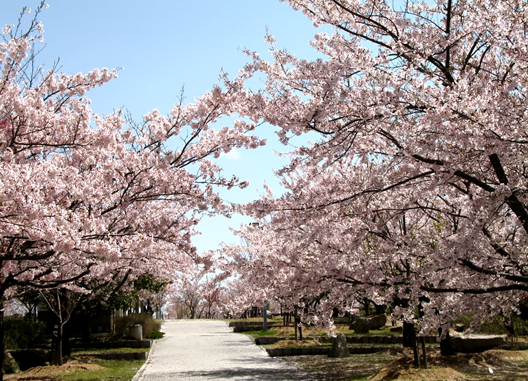 一日でいくつもの花名所が巡れる 花の島 淡路島 口コミ 兵庫県公式観光サイト Hyogo ナビ ひょうごツーリズムガイド