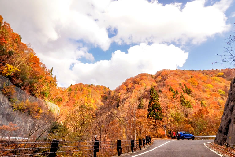 兵庫 紅葉 ペット