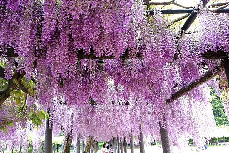 500mもの藤の花回廊 山陰随一の藤の名所 白井大町藤公園 口コミ 公式 兵庫県観光サイト Hyogo ナビ 知っておきたい観光情報が盛りだくさん