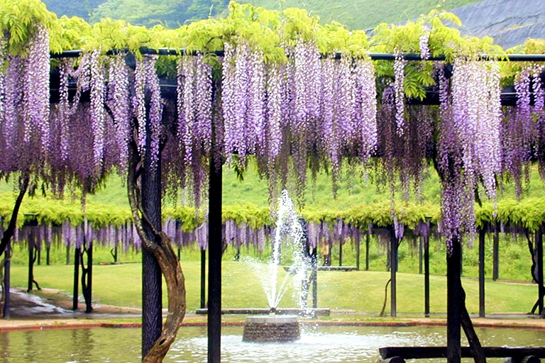 500mもの藤の花回廊 山陰随一の藤の名所 白井大町藤公園 口コミ 公式 兵庫県観光サイト Hyogo ナビ 知っておきたい観光情報が盛りだくさん