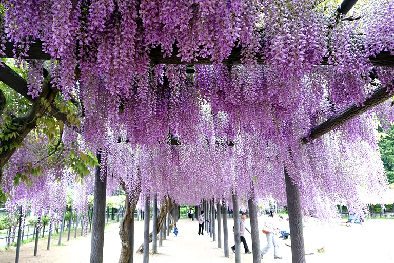 500mもの藤の花回廊。山陰随一の藤の名所。【白井大町藤公園】 | 口コミ | 【公式】兵庫県観光サイト HYOGO!ナビ |  知っておきたい観光情報が盛りだくさん！