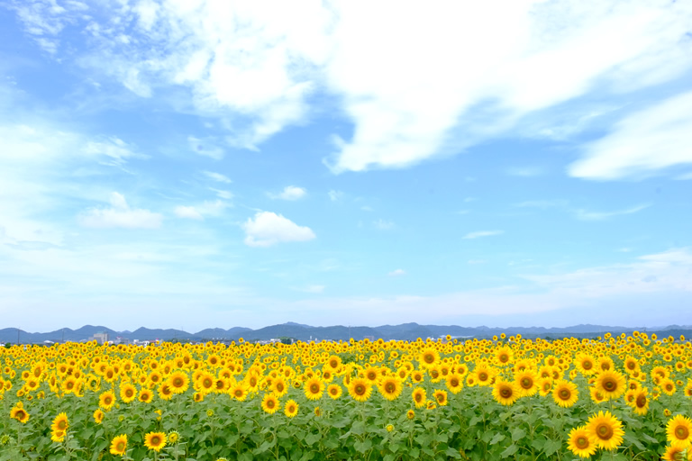 今夏は約50万本 小野市の ひまわりの丘公園 口コミ 公式 兵庫県観光サイト Hyogo ナビ 知っておきたい観光情報が盛りだくさん