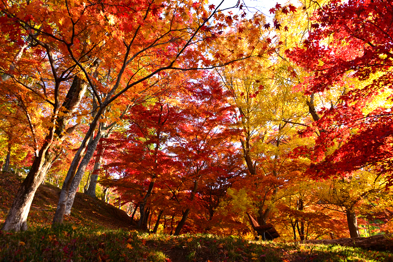 日本紅葉名所100選のひとつ 燃えるような深紅に染まる最上山公園 もみじ山 ライトアップも開催 口コミ 公式 兵庫県観光サイト Hyogo ナビ 知っておきたい観光情報が盛りだくさん