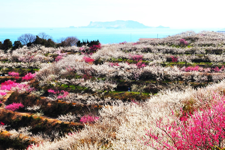 フォトジェニックな梅の名所！海が見える関西最大規模の梅林と350品種