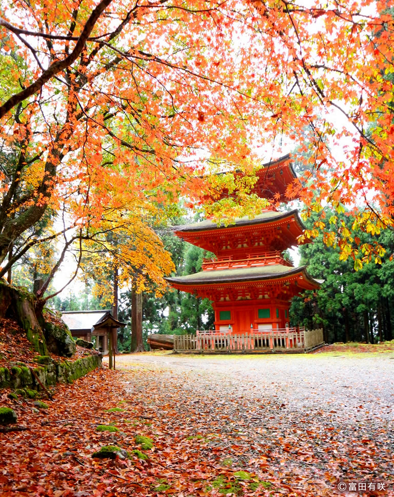 県内屈指の紅葉名所から超穴場まで、写真映えスポット満載「養父の紅葉めぐり」 | 口コミ | 【公式】兵庫県観光サイト HYOGO!ナビ |  知っておきたい観光情報が盛りだくさん！