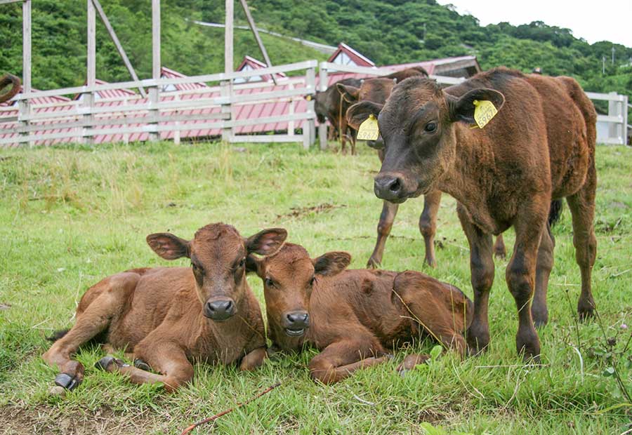 すべては但馬牛と農家のために 県民の宝を次世代へつなぐ Gourmet 兵庫テロワール旅