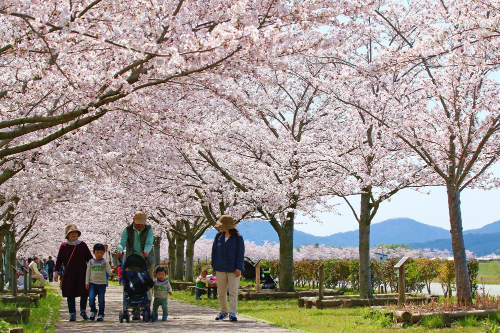 全長4km！西日本最大級の小野の桜並木【おの桜づつみ回廊】 | 口コミ