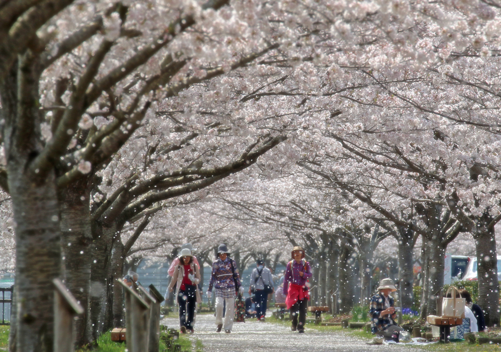 全長4km！西日本最大級の小野の桜並木【おの桜づつみ回廊】 | 口コミ