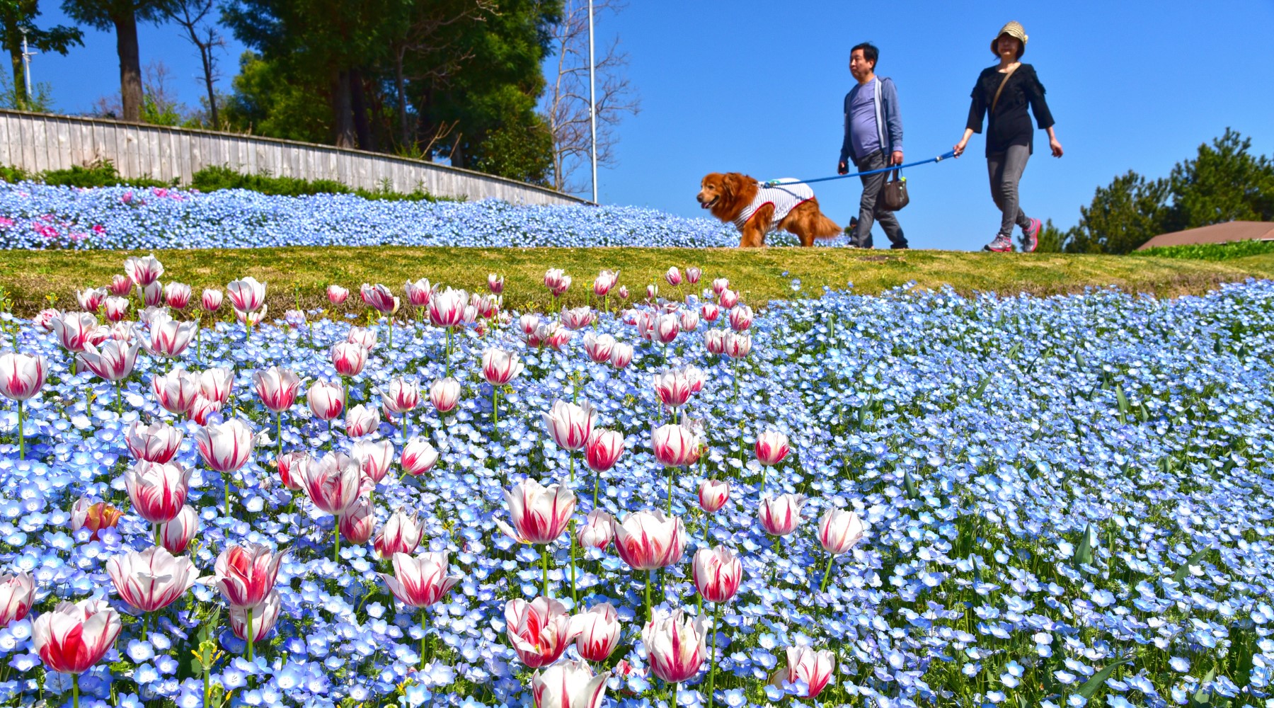 淡路島国営明石海峡公園