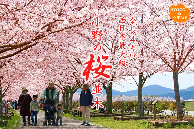 全長4km!西日本最大級の小野の桜並木【おの桜づつみ回廊】