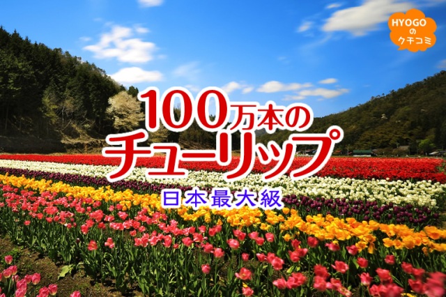 日本最大級!100万本のチューリップの花園「豊岡市のたんとう花公園」