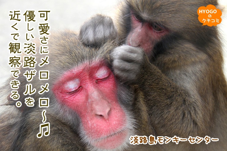 【可愛さにメロメロ~?】優しい淡路ザルを近くで観察できる!淡路島モンキーセンター