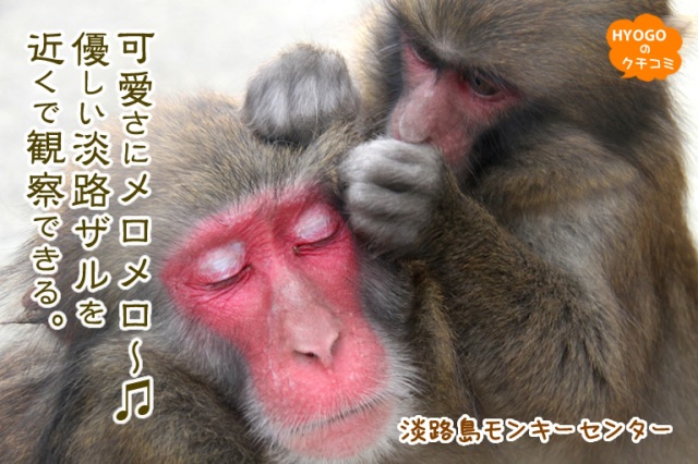 【可愛さにメロメロ~?】優しい淡路ザルを近くで観察できる!淡路島モンキーセンター